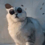猫咪摘眼镜gif表情包魔性
