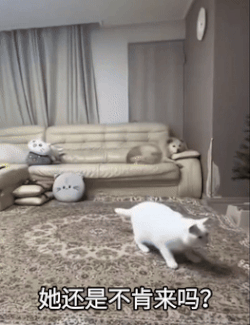 猫咪后空翻gif表情包_她还是不肯来吗系列