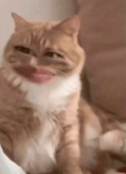 一只猫咪P上一张大嘴咧嘴笑的尴尬表情包_猫咪尴尬笑gif